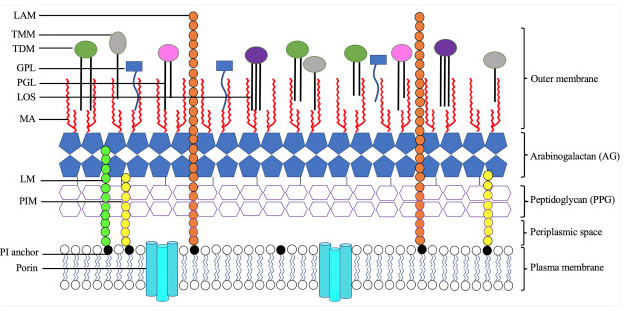 TB_membrane