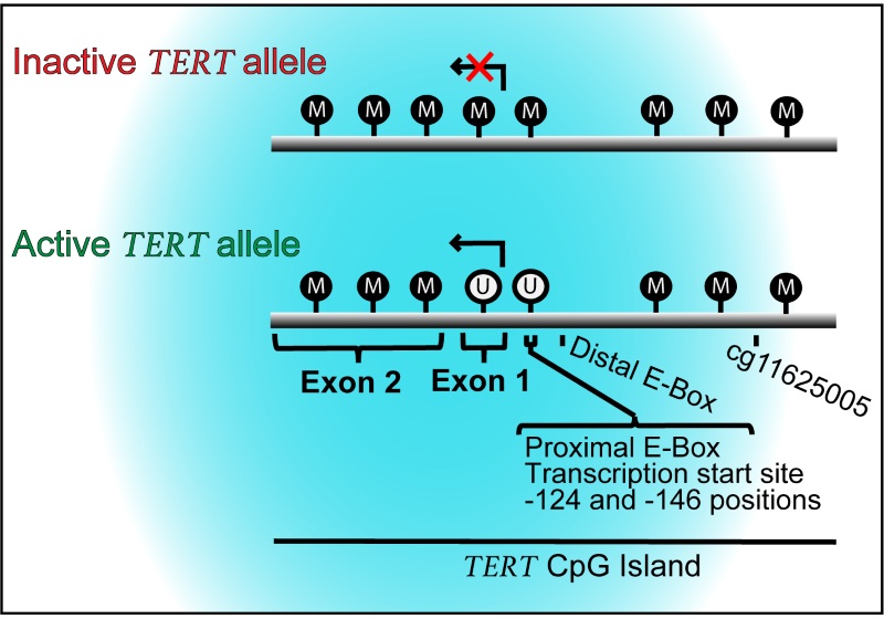 TERT_Meth